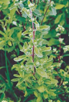 plantas medicinais e aromáticas