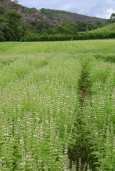 cultivo de manjericão