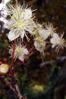 flor de pitanga