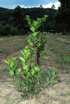 plantação de louro